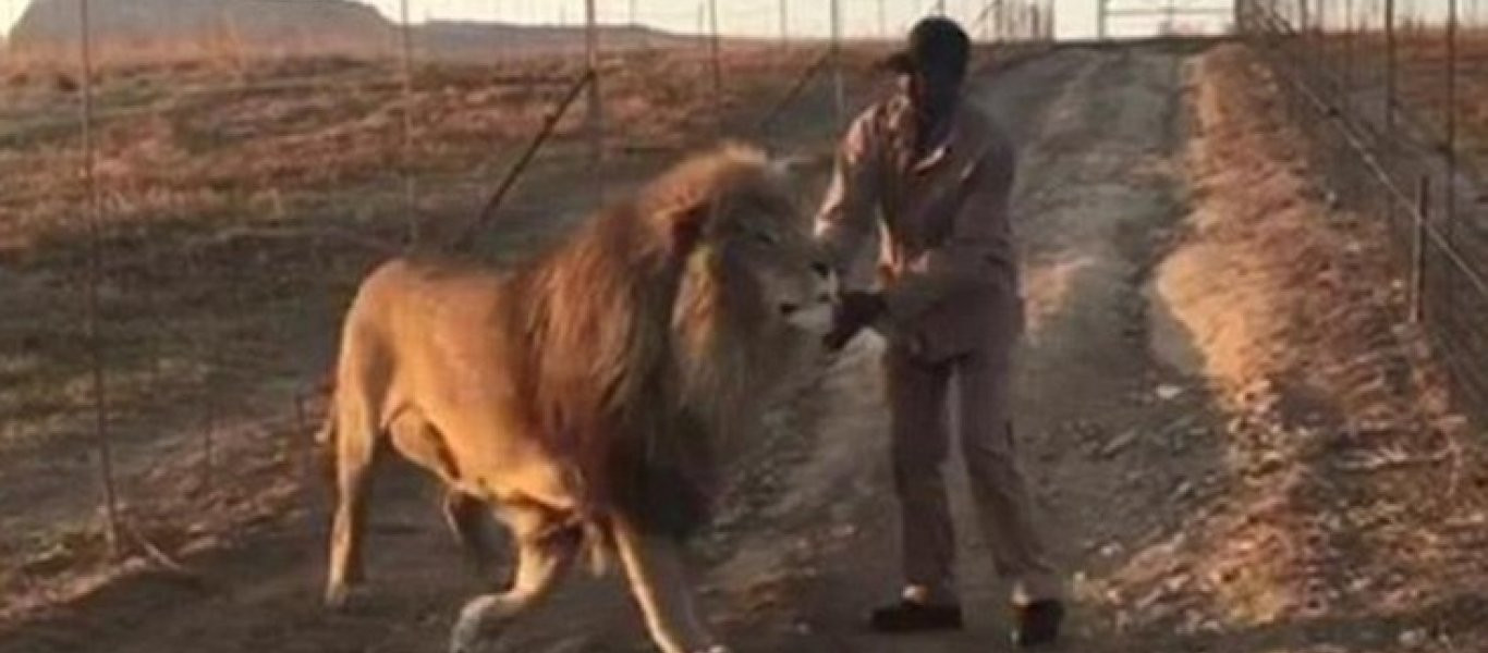 Το λιοντάρι που θέλει να το χαϊδεύουν για να περπατήσει (φωτό, βίντεο)